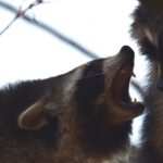 Сны о волках и медведях: толкование