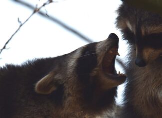 Сны о волках и медведях: толкование