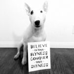 Короткие статусы про собак со смыслом