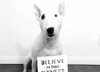 Короткие статусы про собак со смыслом