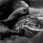 К чему снятся змеи, которые нападают