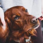 Сны об отрезанной голове собаки: толкование