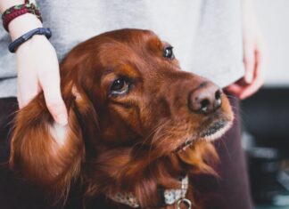 Сны об отрезанной голове собаки: толкование