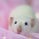 К чему снится белая крыса женщине