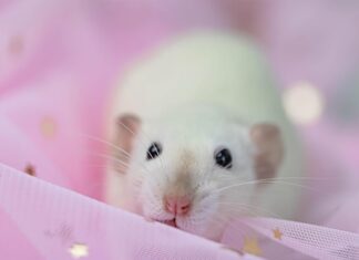 К чему снится белая крыса женщине