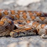 Много змей на дороге: толкование сна