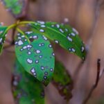 Точка росы в погоде: что это такое?