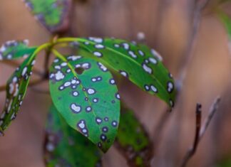 Точка росы в погоде: что это такое?