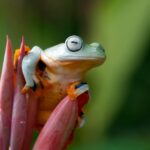 Лягушки во сне женщины: толкование видений