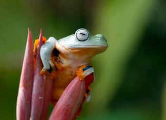 Лягушки во сне женщины: толкование видений