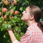 Сон о яблонях для женщин: толкование