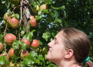 Сон о яблонях для женщин: толкование