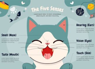 Телеграм для кошек и котят: общение на понятном языке