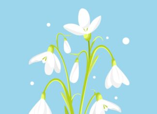 Язык цветов: значение подснежника