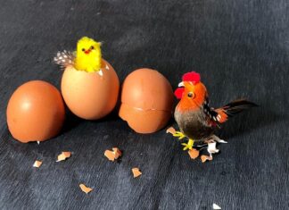 Курица на яйцах: толкование сна