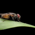 Сонник: большая черная муха