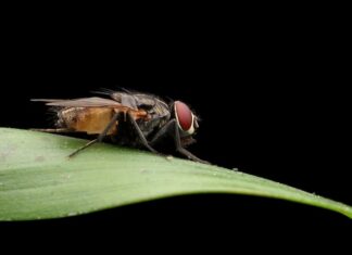 Сонник: большая черная муха