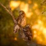 Коричневая сова во сне женщины