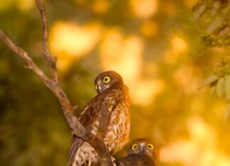 Коричневая сова во сне женщины