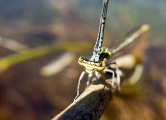 Изготовление сигнализатора поклевки для фидера своими руками