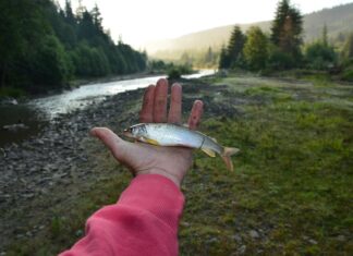 Поймать щуку руками во сне: толкование
