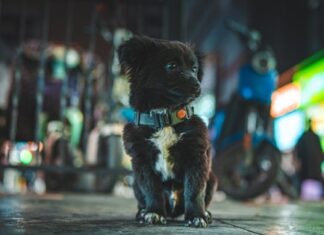 Watch Dogs 2: Проблемы с сервисами Ubisoft