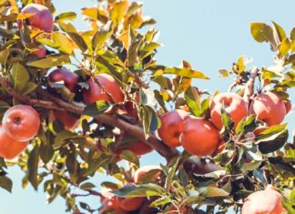 Толкование сна: Дерево с плодами