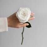 Толкование сна: белая роза