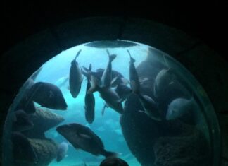 Сны о жизни под водой: символы и толкования