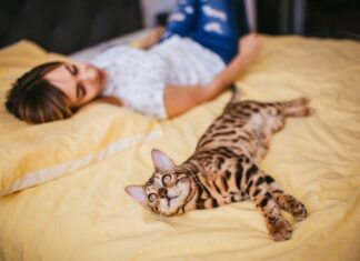 Сон о мертвых кошках: значение для женщин