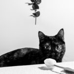 Серый цвет кошки: значение и тайна