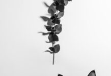 Серый цвет кошки: значение и тайна