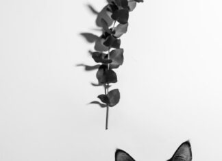 Серый цвет кошки: значение и тайна