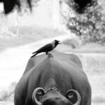 К чему снится черный кабан