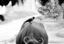 К чему снится черный кабан