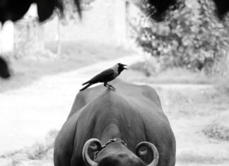 К чему снится черный кабан