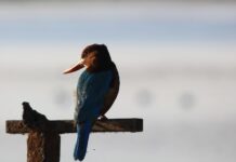 Сны о пении птиц: интерпретации и значения