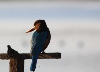 Сны о пении птиц: интерпретации и значения