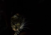 Чувствительные стороны мужчины-Льва