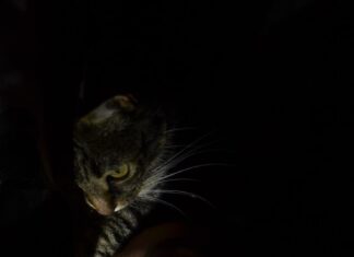 Чувствительные стороны мужчины-Льва