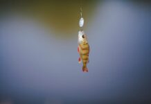 Сонник: Значение плавающей рыбы в воде