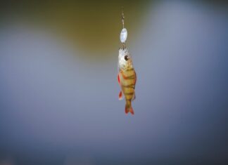 Сонник: Значение плавающей рыбы в воде