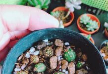 Утиная печень: секреты вкусного приготовления