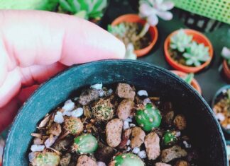 Утиная печень: секреты вкусного приготовления