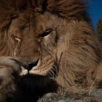 К чему снится убийство льва