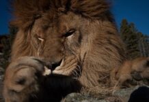 К чему снится убийство льва