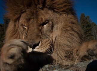 К чему снится убийство льва