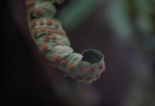 Черви под кожей во сне: реальность или кошмар?