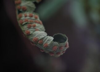 Черви под кожей во сне: реальность или кошмар?