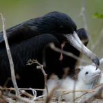 К чему снится кормить ворона